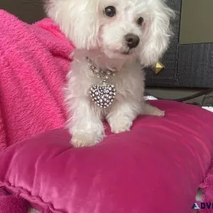 Teacup MaltiPoo female puppy