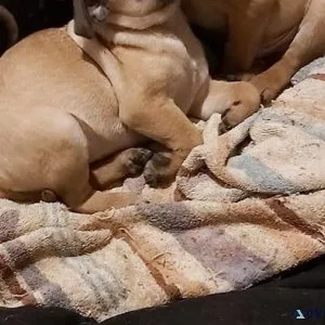 pug puppies more then cute