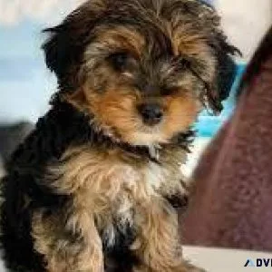 Yorkie-Poo Pups For Sale