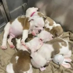 Beautifully english bulldog puppies for good homes