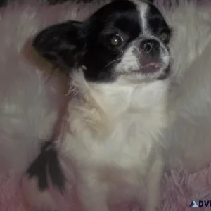Full AKC Black n White Russian Chihuahua