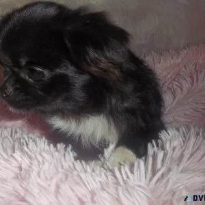 Long Coat Full AKC Female Russian Chihuahua