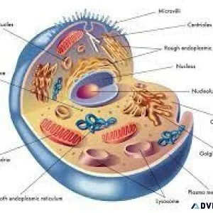 Join The Perfect Biology Tuition Online From Exam.Tips