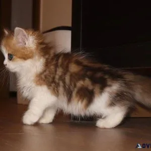 Christmas kittens
