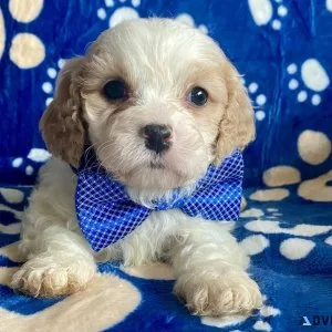 cavapoo puppies