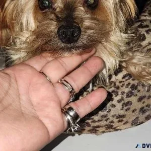 Male yorkie