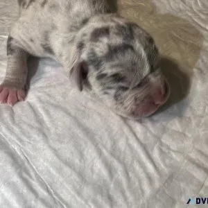 Amrican Bully