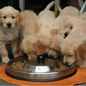 Discovering quality dog food brands to nourish your pet