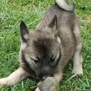 Norwegian Elkhound pups