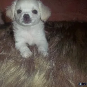 Lilly White LC Chihuahua Puppy Full AKC