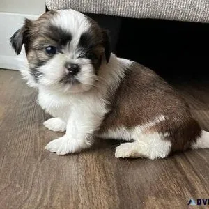 Shih tzu puppies