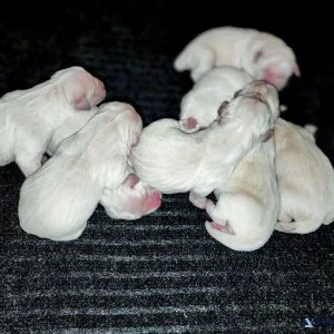 English Cream Golden Retriever Puppies (Reserve Now)