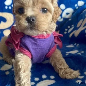 Micro mini cockapoo puppies