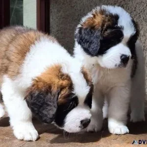 Fantastic Saint Bernard Puppies Ready