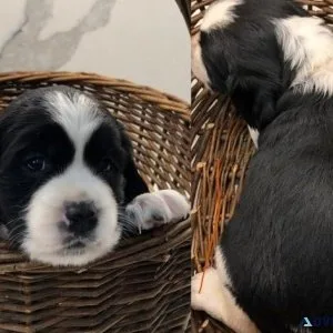 English Springer Spaniels Puppies