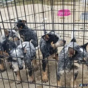 Blue Heeler Puppies