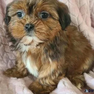 Shorkies ( Shi tzu yorkie mixed)