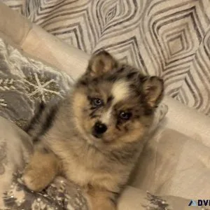 Pomski puppies