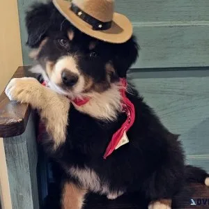 Australian Shepherd