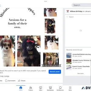 Miniature Purebred Poodle puppies