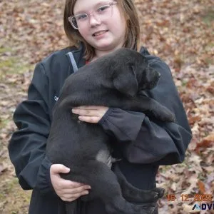 AKC Labrador Puppy s