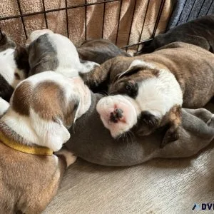 Olde English Bulldogge Puppies Looking for Homes