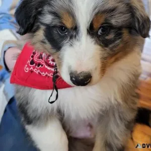 Male Australian Shepherd