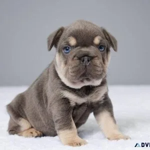 French Bulldog Puppies For New Year