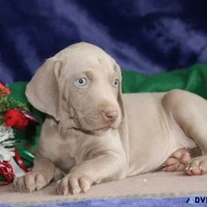 Lovely Weimaraner Puppies