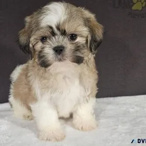 Shih tzu Puppies