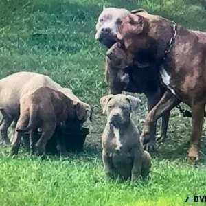 XL bully puppies