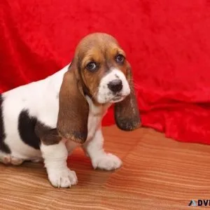 Amazing Male and female Basset hound puppies
