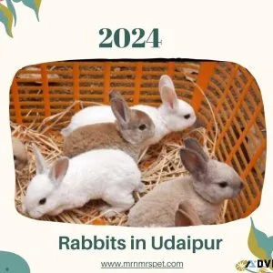 Buy Healthy Rabbits for sale in Udaipur at Affordable Prices