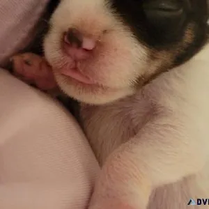 Miniature Schnauzer Puppies