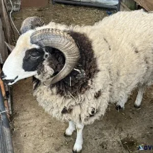 Jacob Sheep for sale