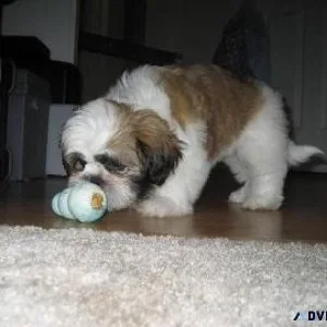 Top quality Male and Female Shih tzu puppies