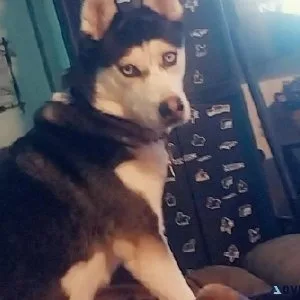 female husky