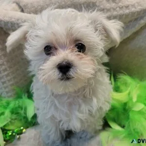 Morkie male Alaska