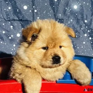 Chow Chow pups