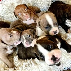 Pitbull puppies