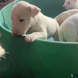 Bull Terrier Puppies