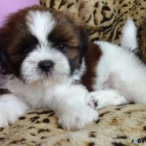 Affectionate Shih tzu puppies