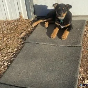 Puppy