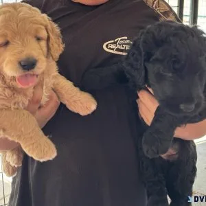 Golden doodles