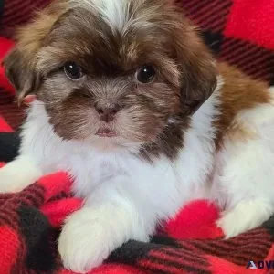 Shi tzu puppies