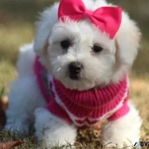 male and female home raise Bichon Frise puppies