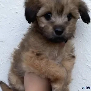 Shorkie puppy