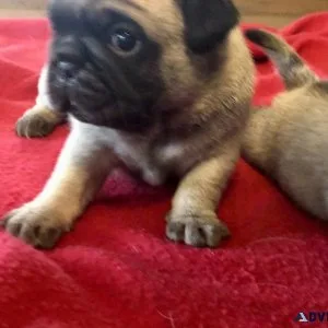 Pugs