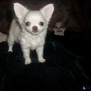 Teacup Apple Head LC Female Chihuahua
