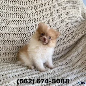 Pomeranian Puppies